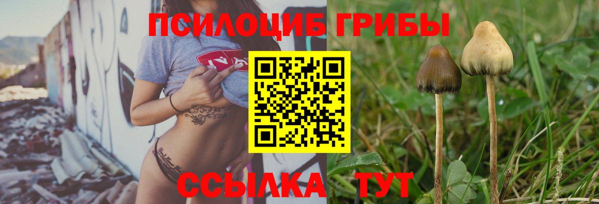 Псилоцибиновые грибы прущие грибы  Вход с VPN  Галлюциногенные грибы Psilocybe  где найти наркотики  Сухой Лог 